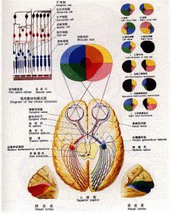 如何识别:如何识别图片文字 我们的大脑是如何识别不同人的脸的？