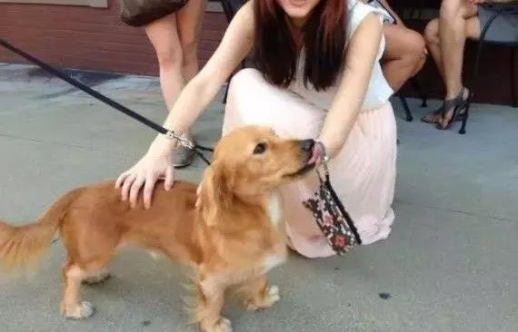杂交狗:狗的纯种繁殖和杂交繁殖，哪种对狗的进化更有利？