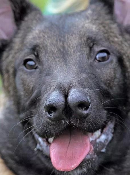 超大型犬杂交研究所:世界上最大的是犬种可以和最小的犬种杂交吗？ 小型犬能和中型犬杂交吗