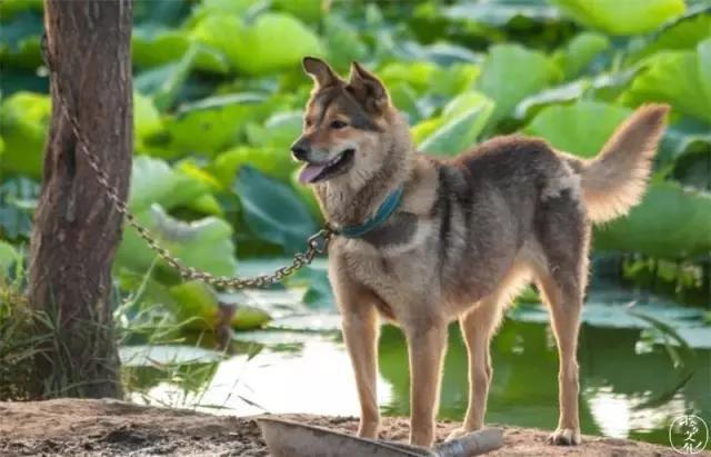 小土狗图片:土狗是否等于田园犬、串串狗？