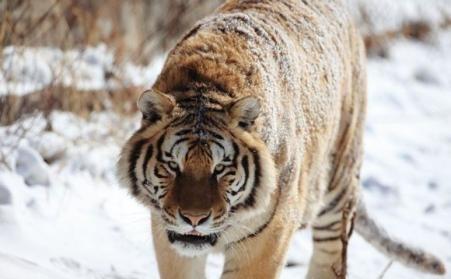 西伯利亚森林猫多重:西伯利亚森林猫的战斗力怎么样？有何依据？