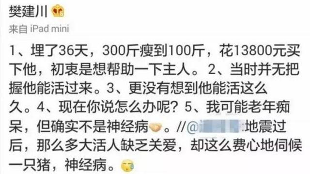 地震后的狗狗高清:汶川地震“猪坚强”住一室一厅还有专人伺候，你怎么看？ 地震后的狗狗