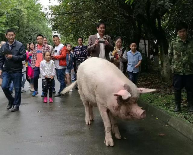 地震后的狗狗高清:汶川地震“猪坚强”住一室一厅还有专人伺候，你怎么看？ 地震后的狗狗