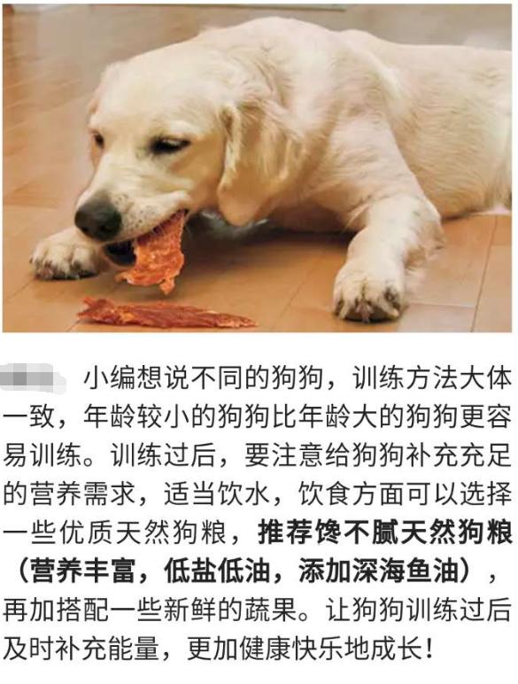 金毛犬的饲养和训练:三个月个金毛幼犬怎么喂养，和训练日常良好习惯？ 金毛犬的饲养特点