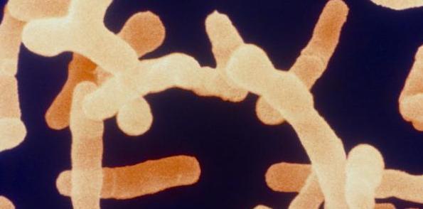 内附详细解答，幽门螺杆菌是什么会传染家人吗