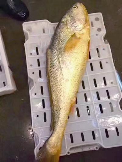 为什么宁波野生的大黄鱼这么贵？