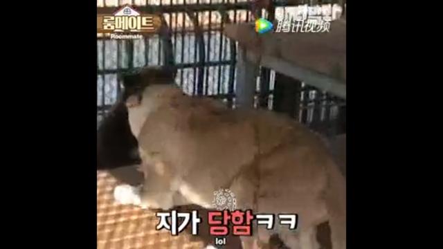 狼狗和土狗打架谁厉害:最凶猛的中华田园犬能打败成年雄狮吗？