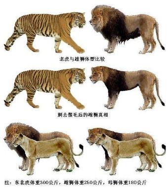狼狗和土狗打架谁厉害:最凶猛的中华田园犬能打败成年雄狮吗？