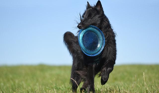 大型宠物犬品种大全:哪种大型犬最适合家养，盘点适合家养的10种大型犬？