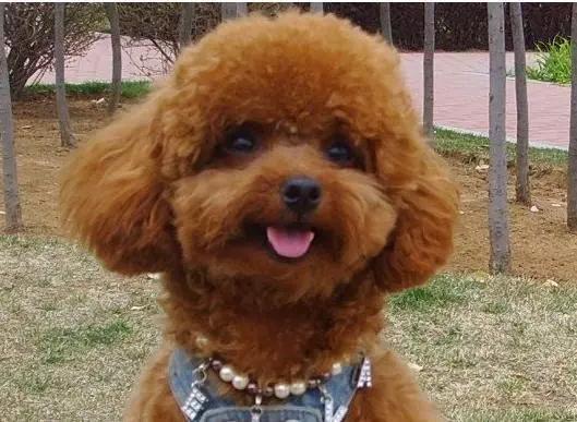 快乐到家贵宾狗图片:泰迪犬为什么感觉那么受欢迎？