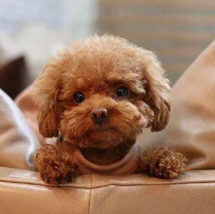 快乐到家贵宾狗图片:泰迪犬为什么感觉那么受欢迎？