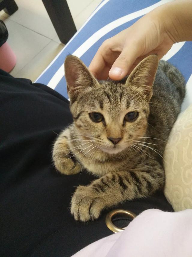 俄罗斯蓝猫胖了:什么品种的猫，天生就容易胖？ 俄罗斯蓝猫怎么和无毛猫那么像