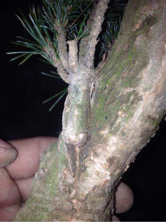 头条问答 - 黑松嫁接五针松什么时候剪掉?(3个回答)