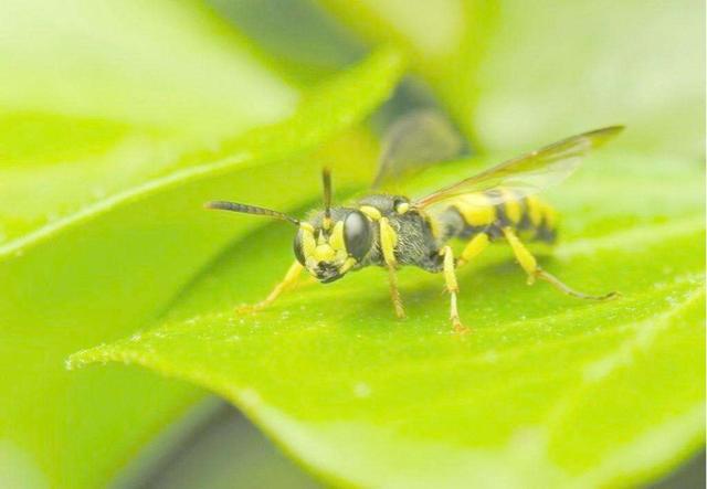 头条问答 在无脊椎动物中 昆虫属于哪一类动物 5个回答