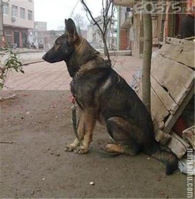 比利时牧羊犬图片:关于比利时马犬，你知道多少？这种犬的服从性是不是世界第一？ 比利时牧羊犬图片大全