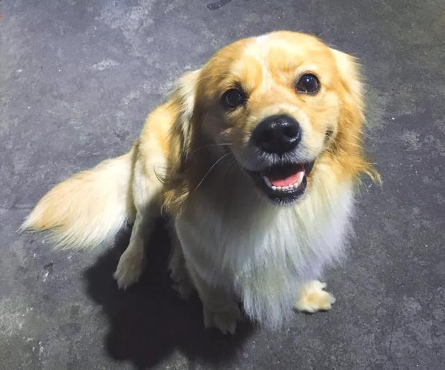 泉州市金毛犬吧:养金毛犬是养公的还是母的好呢？ 泉州哪里有出售金毛犬