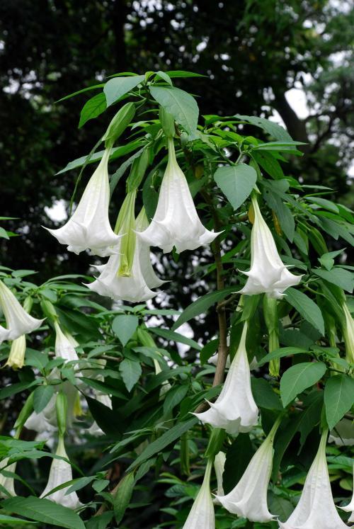 曼陀罗花闻多了会"致命"吗?