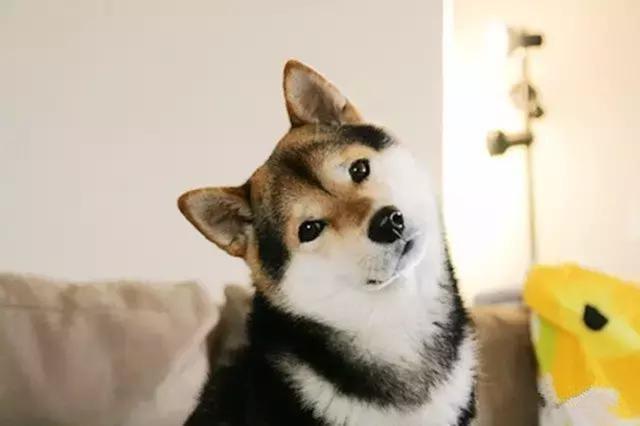 狗语翻译器:如果你的狗狗突然会说话了，你猜它最想对你说什么呢？