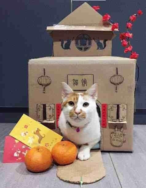 自制猫窝,流浪猫自己是怎么做窝的？