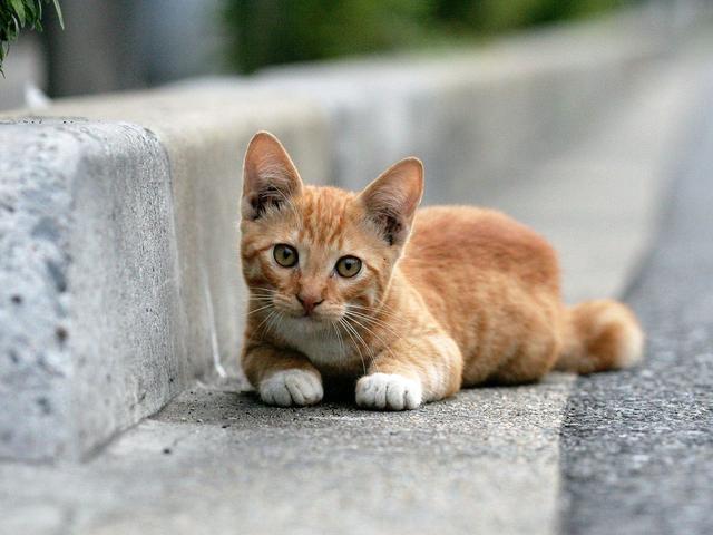 宿舍里怎么养猫:你怎么看待大学生在宿舍养宠物的现象？ 宿舍里养猫都是怎么藏的