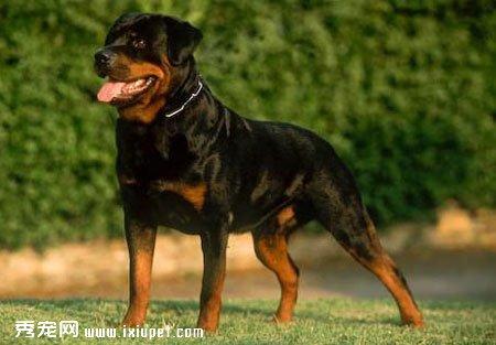 德牧是最好的护卫犬:德牧是护卫犬吗 金毛、边牧和德牧哪个最适合家养？