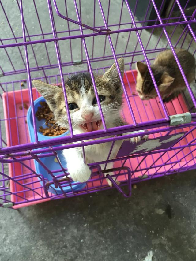 关于流浪狗和流浪猫感悟:养一只捡来的流浪猫或者流浪狗是种什么体验？ 关于流浪狗和流浪猫感悟