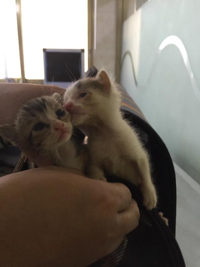 关于流浪狗和流浪猫感悟:养一只捡来的流浪猫或者流浪狗是种什么体验？ 关于流浪狗和流浪猫感悟