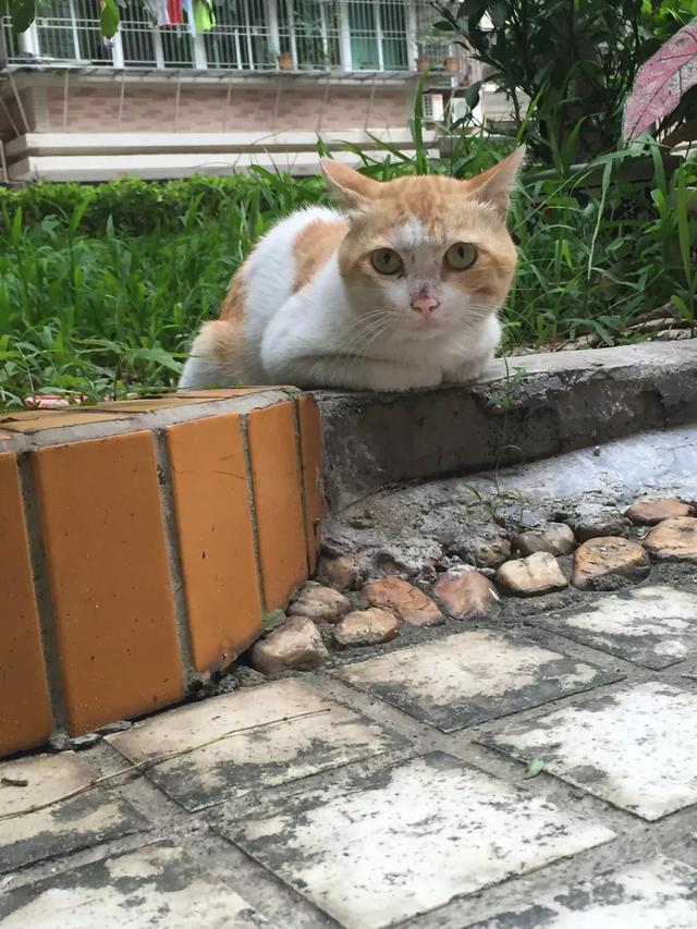 关于流浪狗和流浪猫感悟:养一只捡来的流浪猫或者流浪狗是种什么体验？ 关于流浪狗和流浪猫感悟