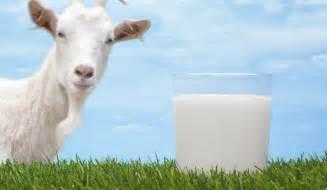 羊奶营养成分真比牛奶高吗，为什么很多人认为羊奶的营养价值高于牛奶？
