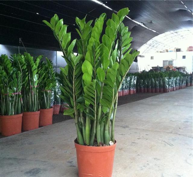 草本植物有哪些:家里种植什么大型植物最好看？