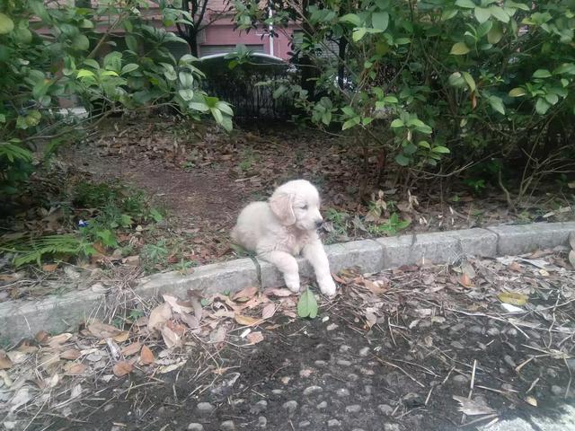 卡南犬幼犬图片:拉布拉多幼犬大概什么价位？