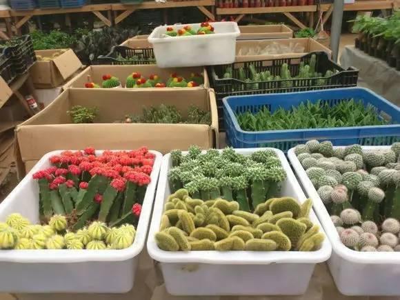 武汉宠物食品批发市场:武汉有专门的花鸟市场吗？