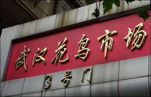 武汉宠物食品批发市场:武汉有专门的花鸟市场吗？