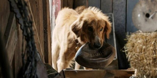 德国牧羊犬电影名字:德牧有多聪明，智商排第几？