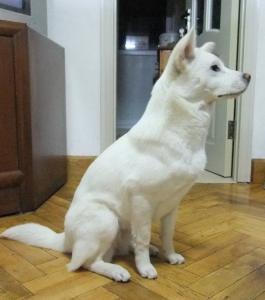 丰山犬:丰山犬教 韩国有像日本柴犬一样的本土犬种吗？