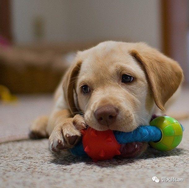 拉布拉多猎犬寿命:想养只柯基或者拉布拉多，哪种比较适合我？