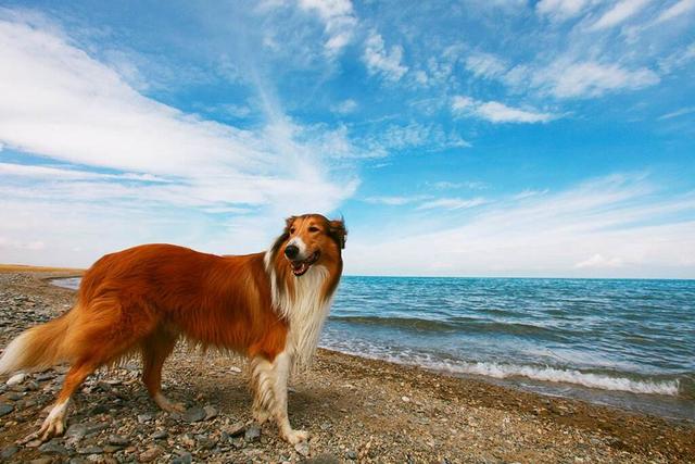 边境牧羊犬的图片上传:边境牧羊犬这么聪明，为什么养的人还是比较少的？