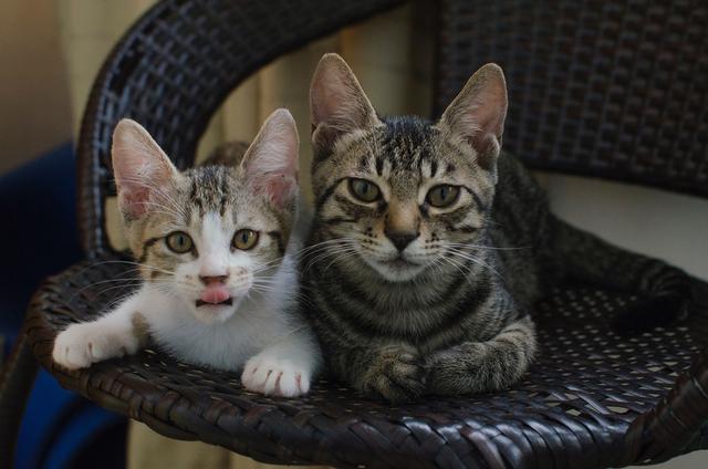 超萌猫咪动态图片:一只猫能可爱到什么程度？