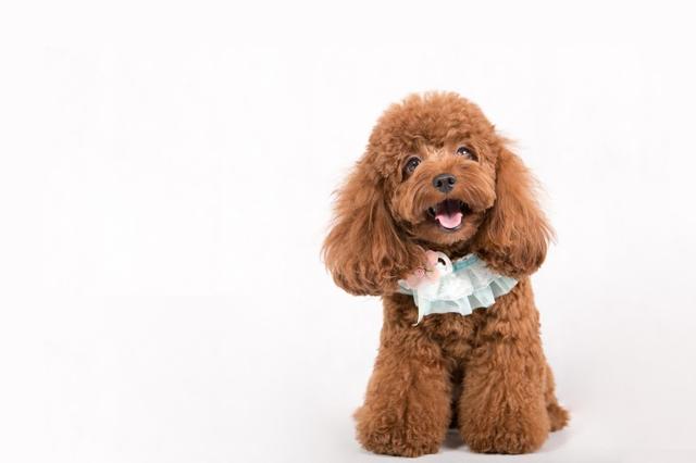 贝生吉犬怎么训练:贝生吉犬幼犬 泰迪几岁开始训练效果最好？