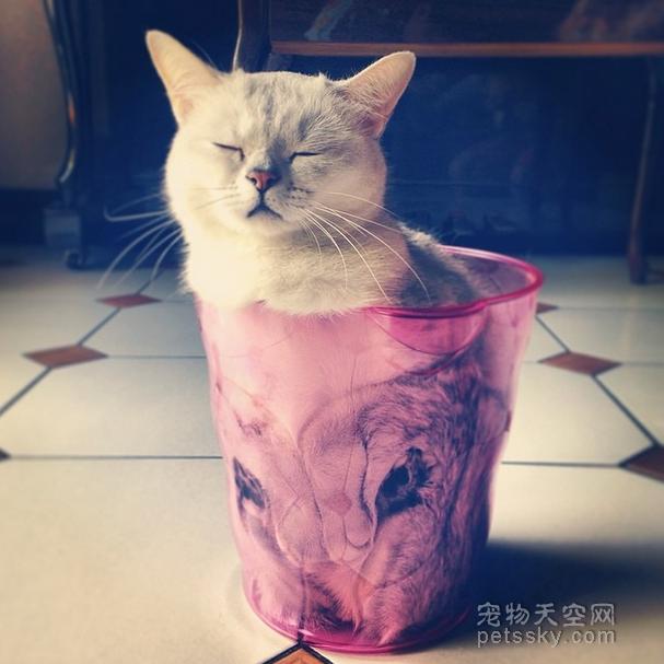 为什么猫咪能像液体一样:猫咪很软，抱起来像水，这正常吗？