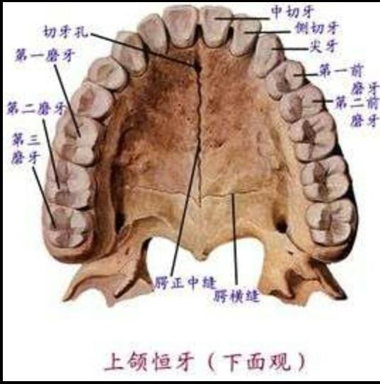 换多少颗牙齿:人到多少岁就不换新牙了？