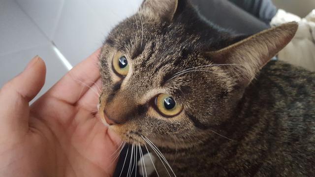 狸花猫价格:你愿意花多少钱买一只猫？