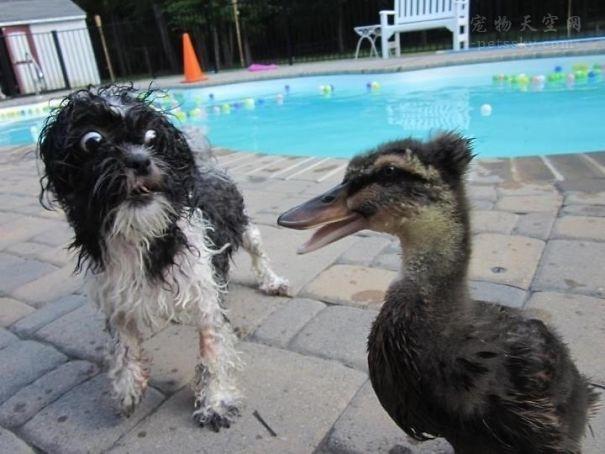 斗牛犬打架视屏:斗牛犬打架视频 斗牛犬好养吗此犬生性暴躁爱咬人不易养护？