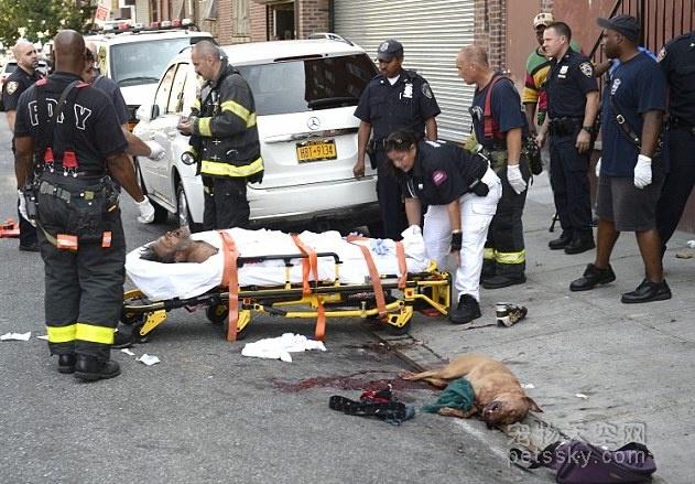 斗牛犬打架视屏:斗牛犬打架视频 斗牛犬好养吗此犬生性暴躁爱咬人不易养护？