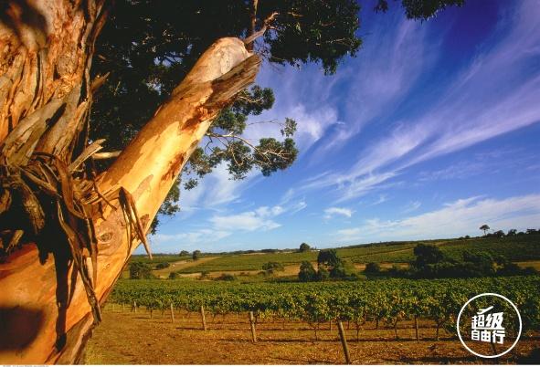 澳大利亚葡萄酒，澳大利亚有哪些值得一去的葡萄酒庄？
