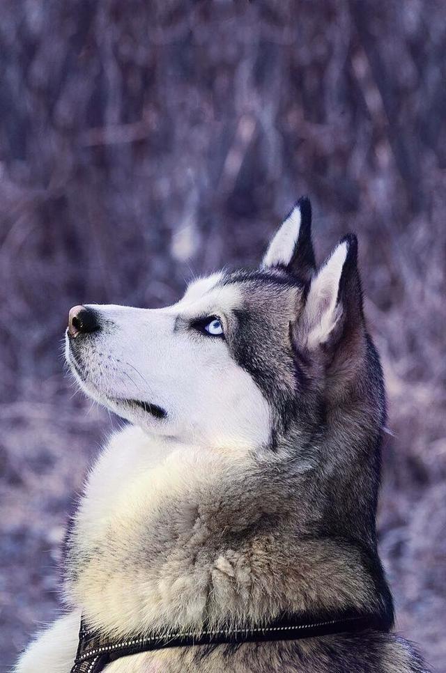 长毛狗:长毛狗狗品种名称 狗狗剃光毛有哪些好处与坏处？