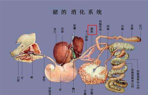 猪胰腺和脾的样子图片图片