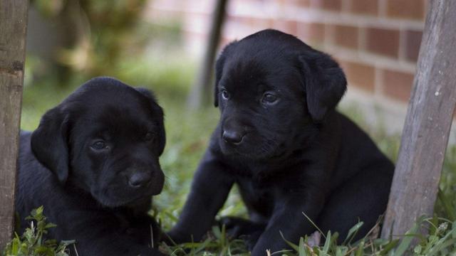 拉布拉多犬价格:拉布拉多犬价格拉布拉多犬多少钱？