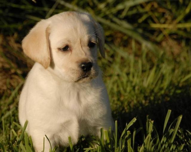 拉布拉多犬价格:市场上双血统拉布拉多价格多少？ 拉布拉多犬价格是多少