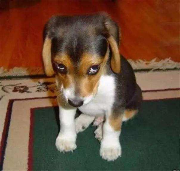 搞笑狗狗罚站视频:让泰迪犬恐惧的惩罚方式有哪些？ 狗狗的视频大全搞笑